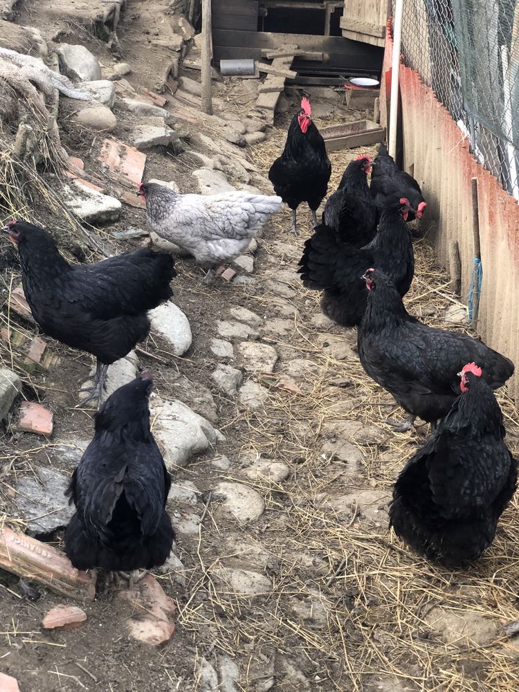 Oua de australorp pentru incubat