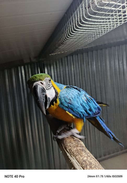 Ручной ара говорит