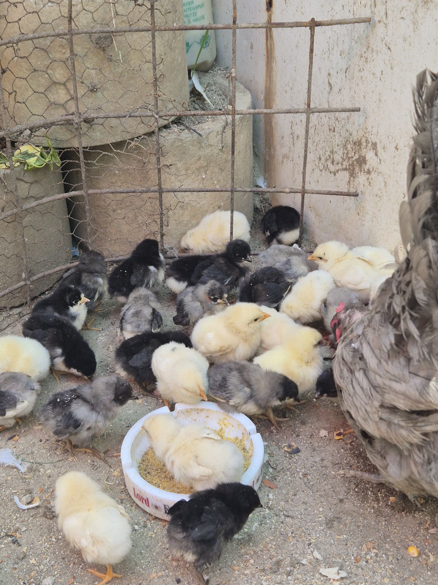 Vând  puțin rasa Australorp albastru  și negru