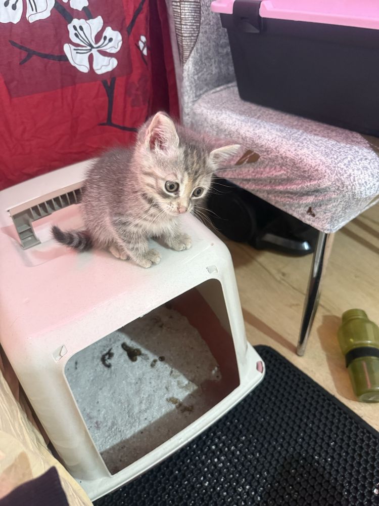 Подарявам коте на два месеца
