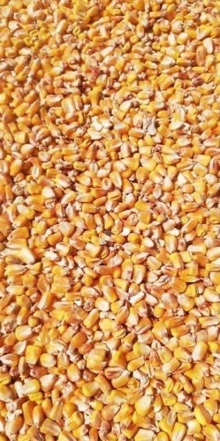 Porumb productie 2025