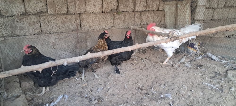 Курица петух  дом