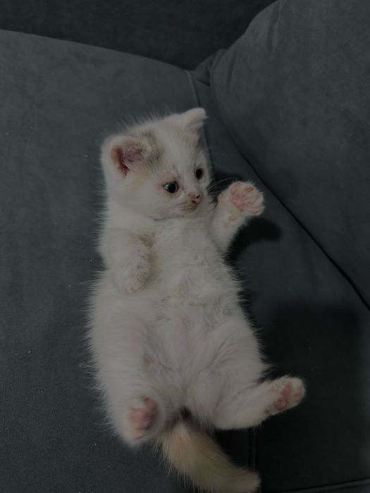 Отдам котенка ( девочка ) в хорошие руки