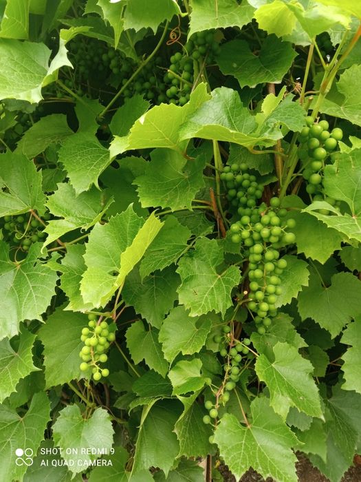 Продаем дачу, с/о Энтузиаст