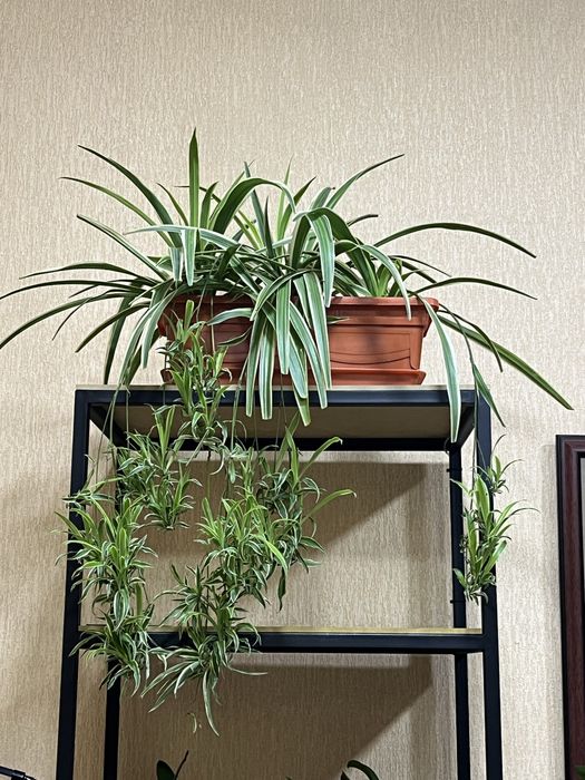 Уй ва офис учун гуллар