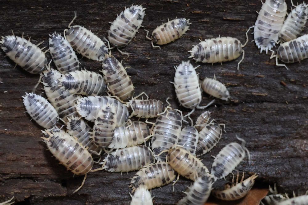 Izopode Porcellio laevis "Dairy Cow"
