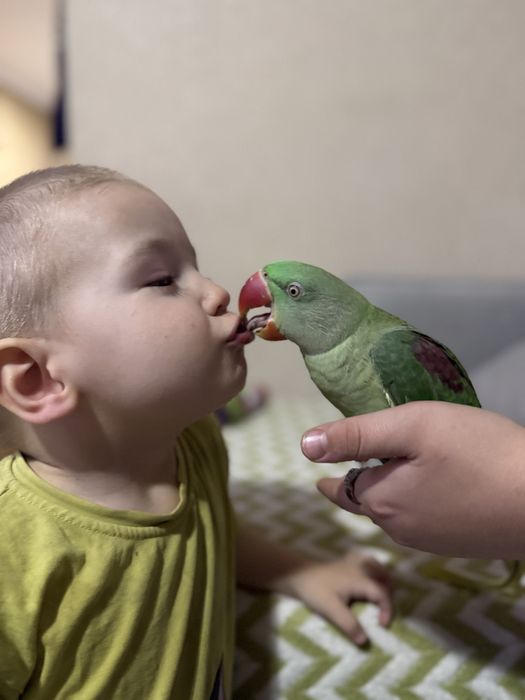 Александрийский попугай
