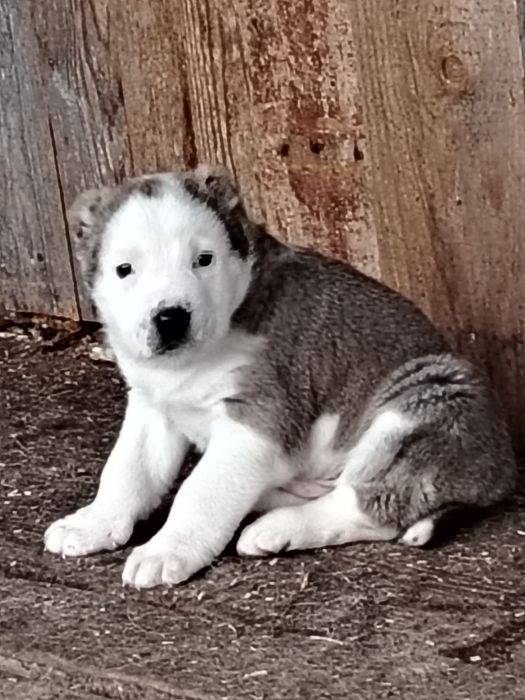 Продам щенков Алабая