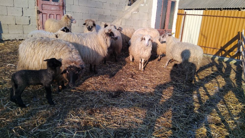 Vând oi bune de ținut