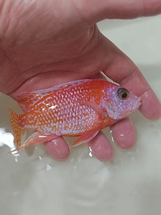 Pesti acvariu - Ciclide Africane