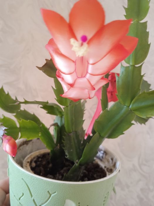 Продам красную шлюмбергеру