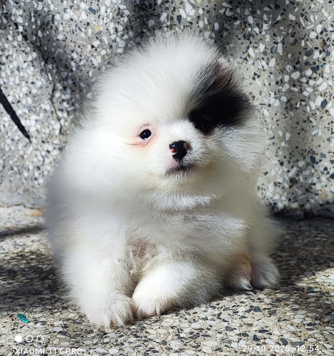 Померан померанче