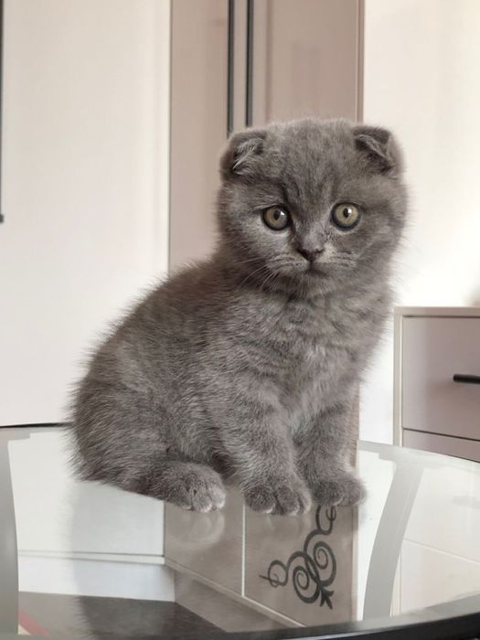 Скотиш фолд три месяца