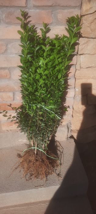 Жив плет Лигуструм