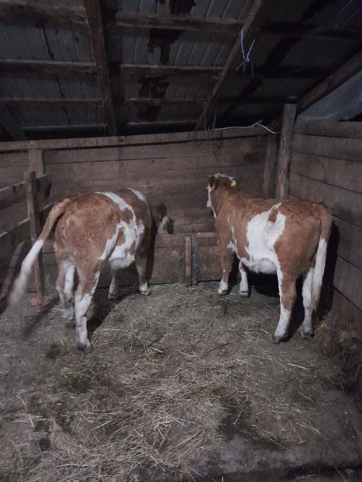 Vand vitei baltata romaneasca