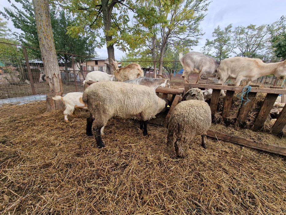 Vând urgent oi și capre