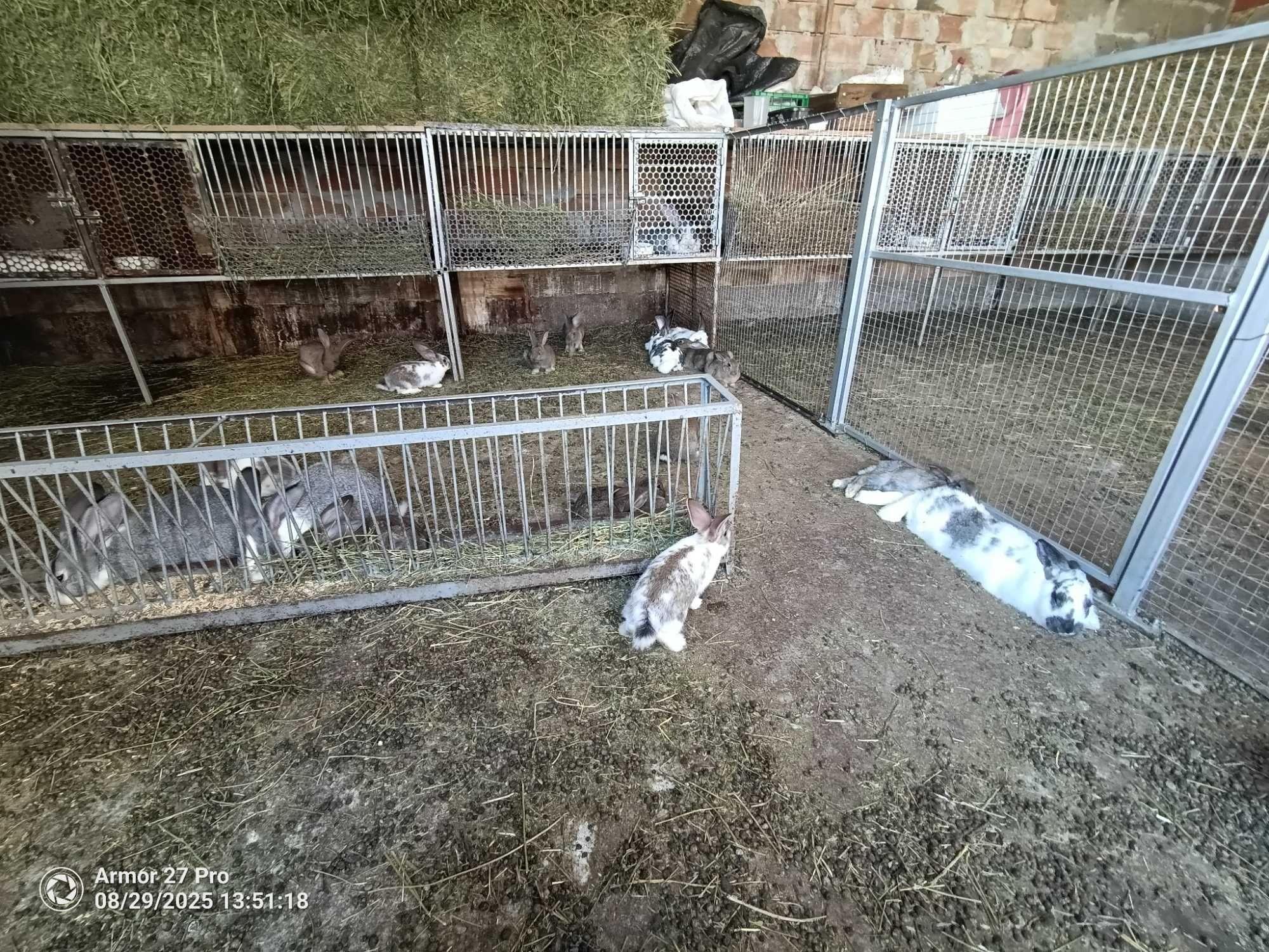 Продавам зайци на различни възрасти