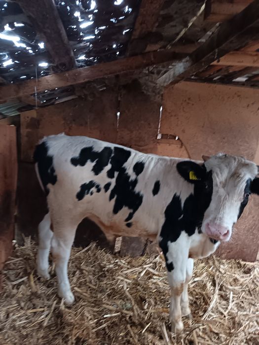 Vând tauras din monta