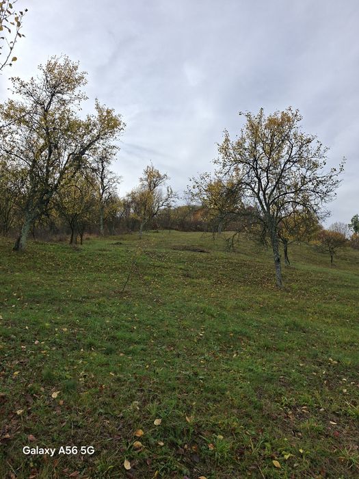 URGENT .Teren de vanzare Berislavesti