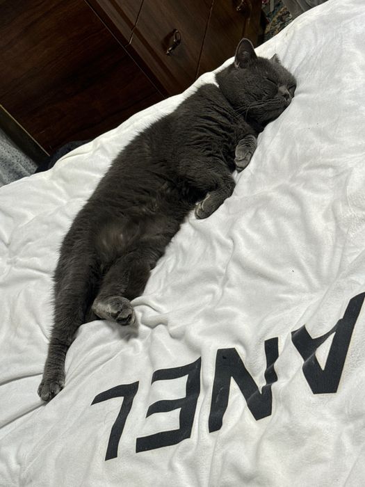 Vyaska skotish stray sotlmidi