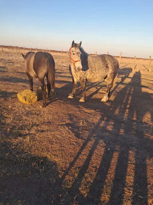 Iapă cu manz 4/5ani ,gestanta.