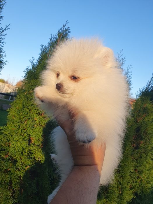 померан померан померан