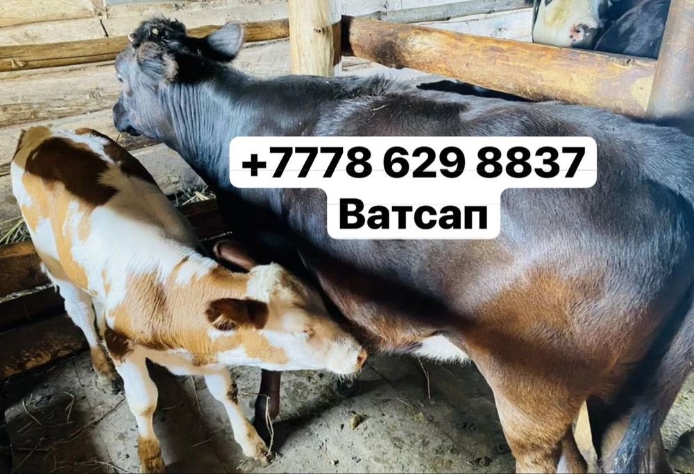 Продаю 3 головы срочно коровы