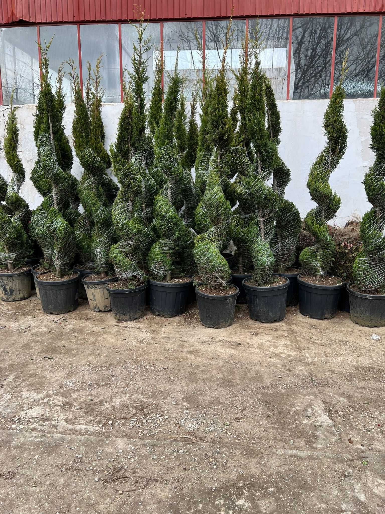 Plante ornamentale evergreen – frumusețe pe tot parcursul anului
