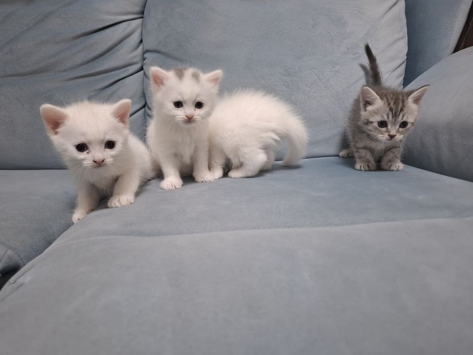 Породистые котята