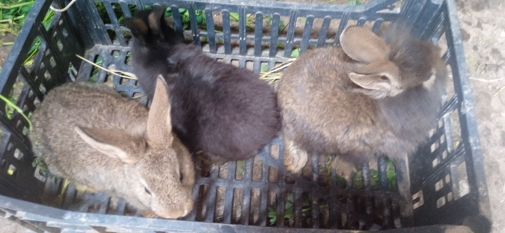 Vând iepuri cap de leu urgent detalii in pv