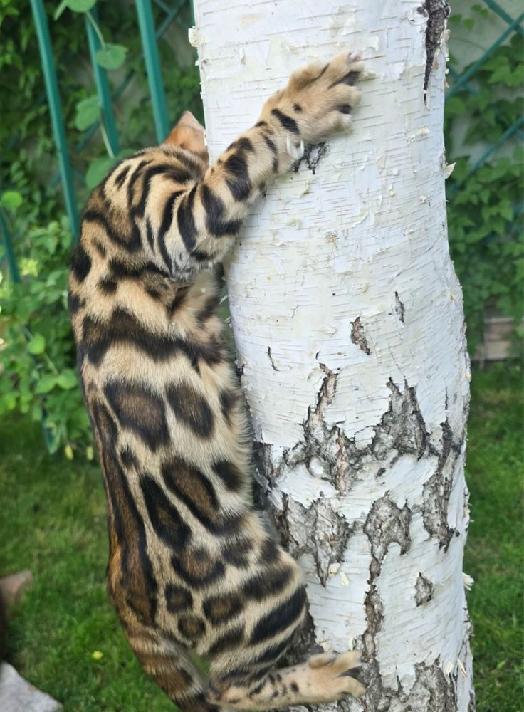 Чистокровные бенгальские котята