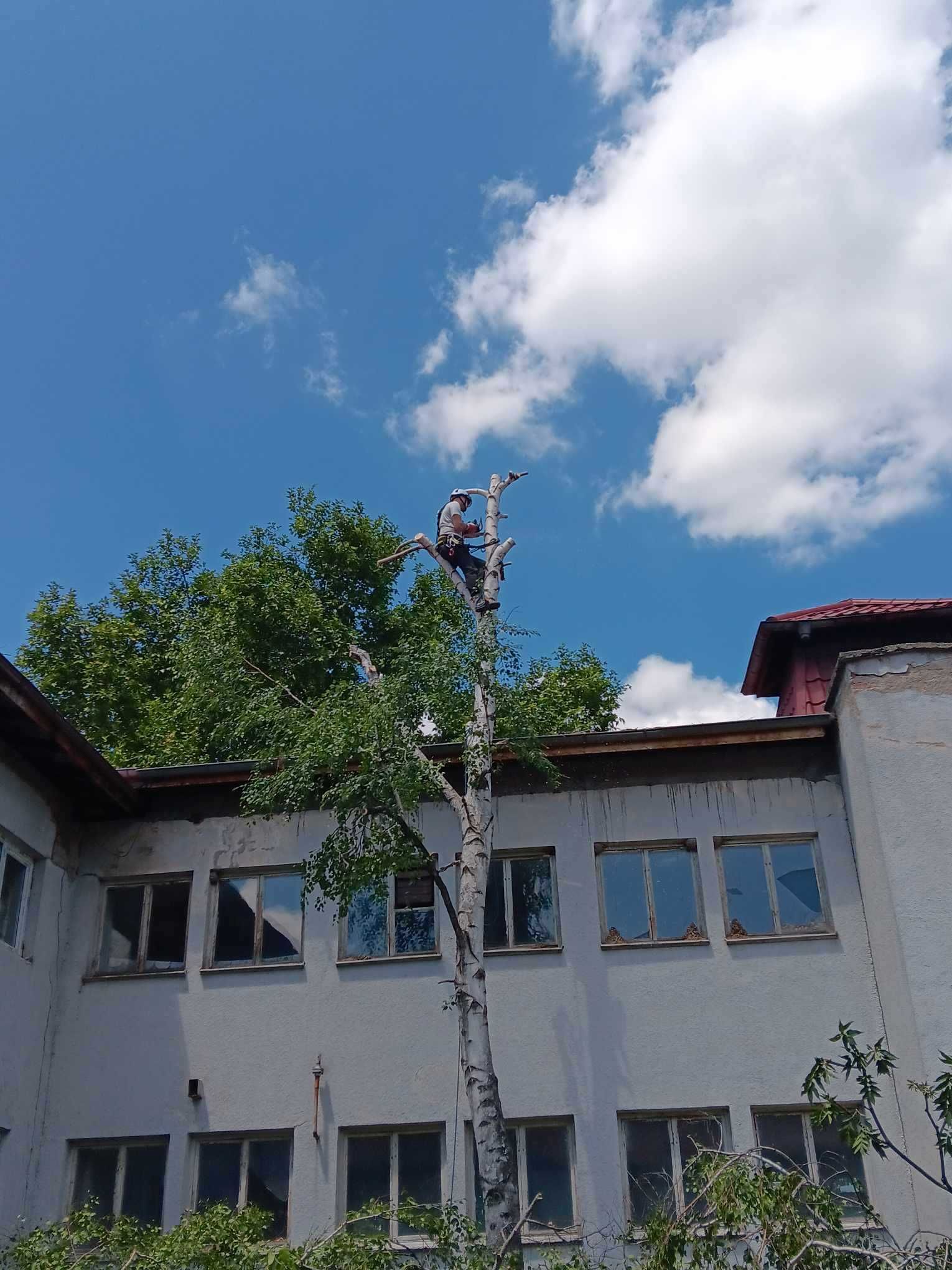 Рязане, кастрене и премахване на опасни и високи дървета в Асеновград
