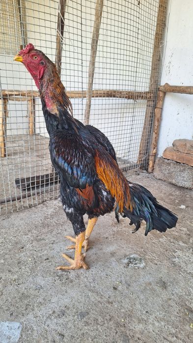 Даканг хороз тозаси саман