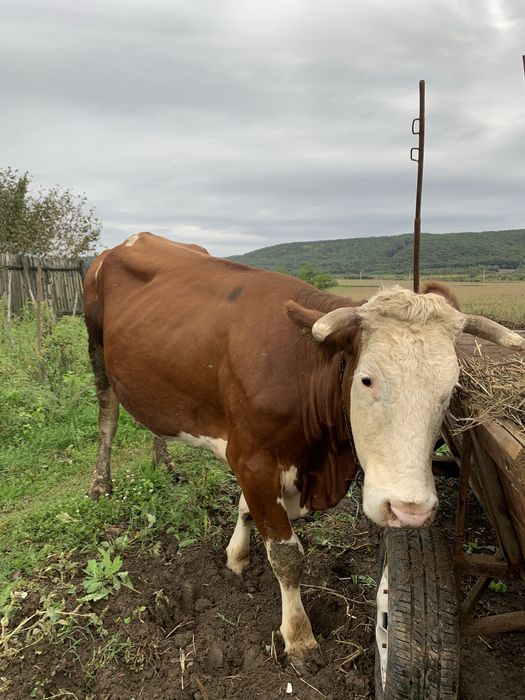 Vand vaca si vitei