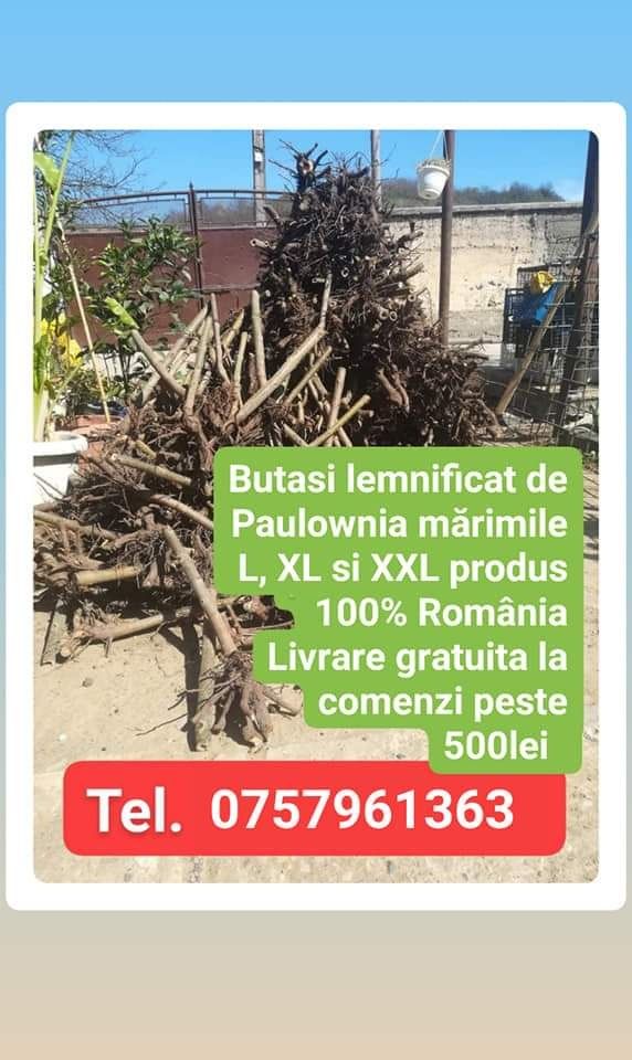 Paulownia Tomentosa și Clona Carpatica