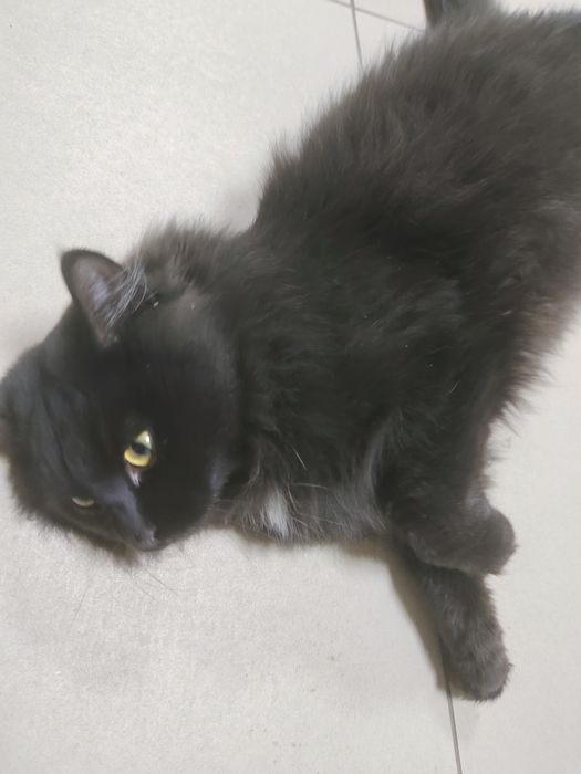 Отдам в добрые руки