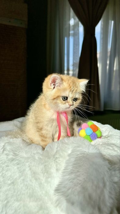 Fetita British Shorthair Chinchilla Gold