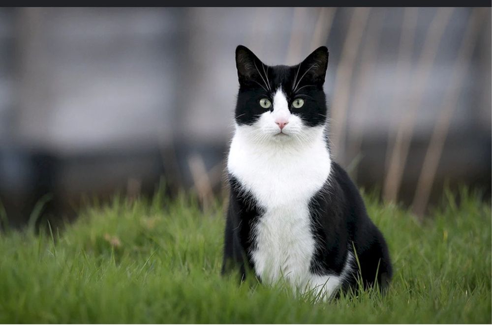 Кот домашний даром