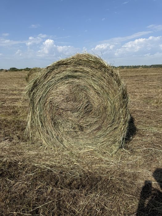 Сено в Рулонах 300 кг Павлодар