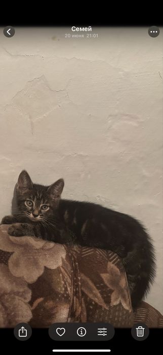 Отдам котика в хорошие руки