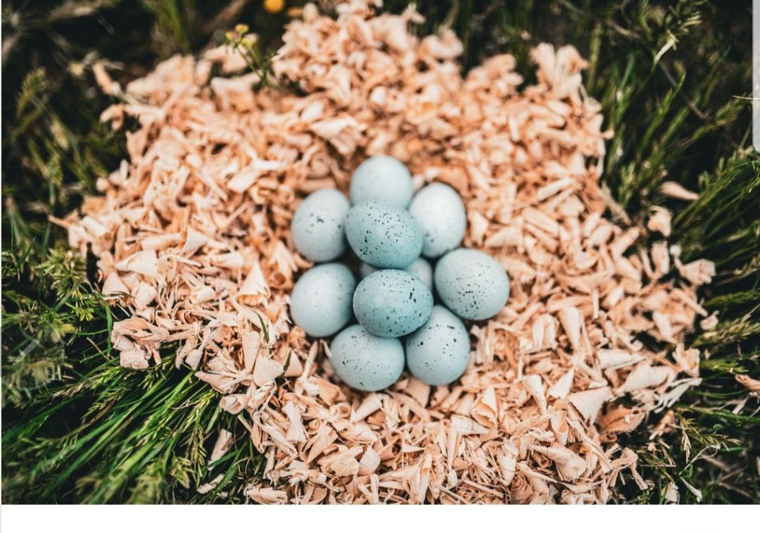 Oua pentru incubat prepelițe CELADON