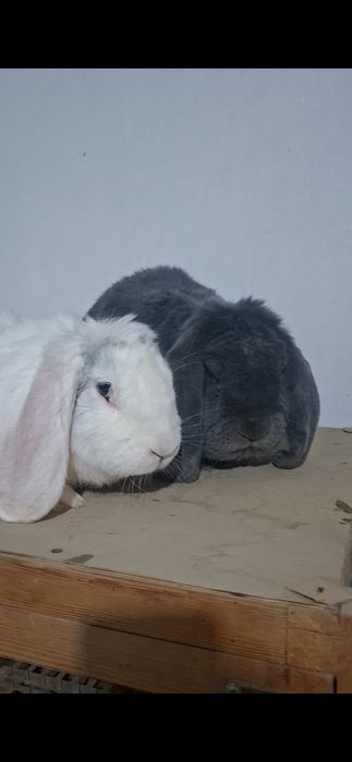 Fransuszki baran sames samka sotiladi