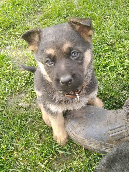 Немски овчарки на 2 месеца