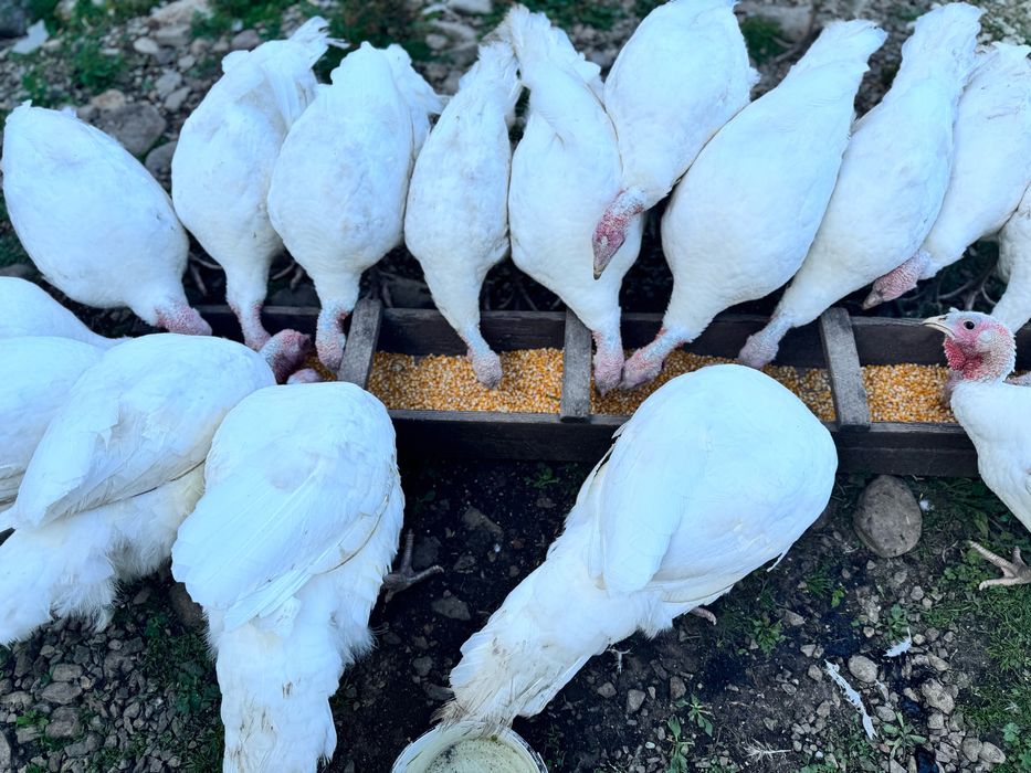 De vanzare Curcani de carne si Rațe de carne