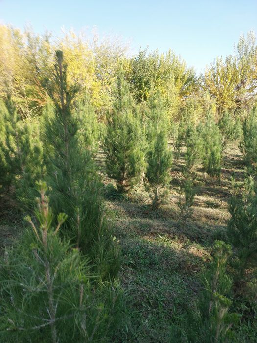 Сасна элдар кучатлари яшил макон учун