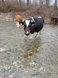 Vacă Holstein, gestanta