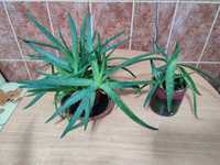 Plante Aloe vera