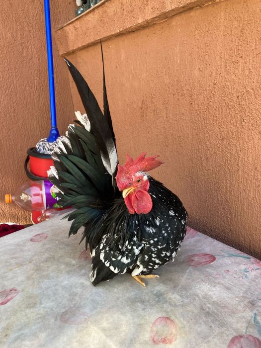 Decorativa originală de vânzare, sunati la nr din poza