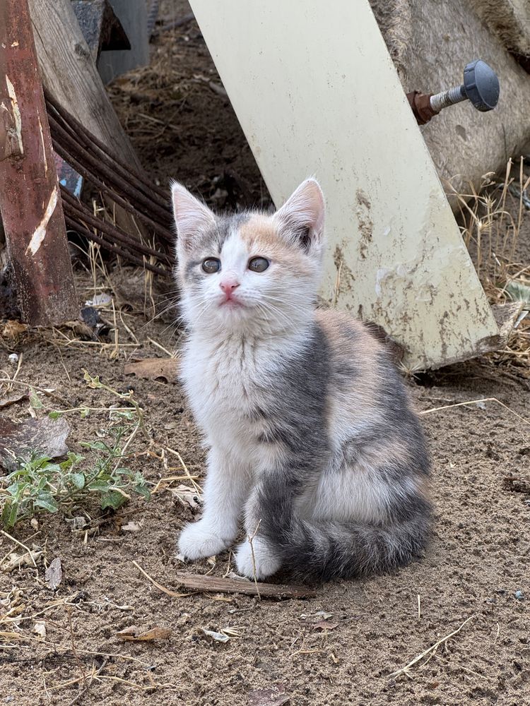 Котята 2 мальчика и 2 девочка