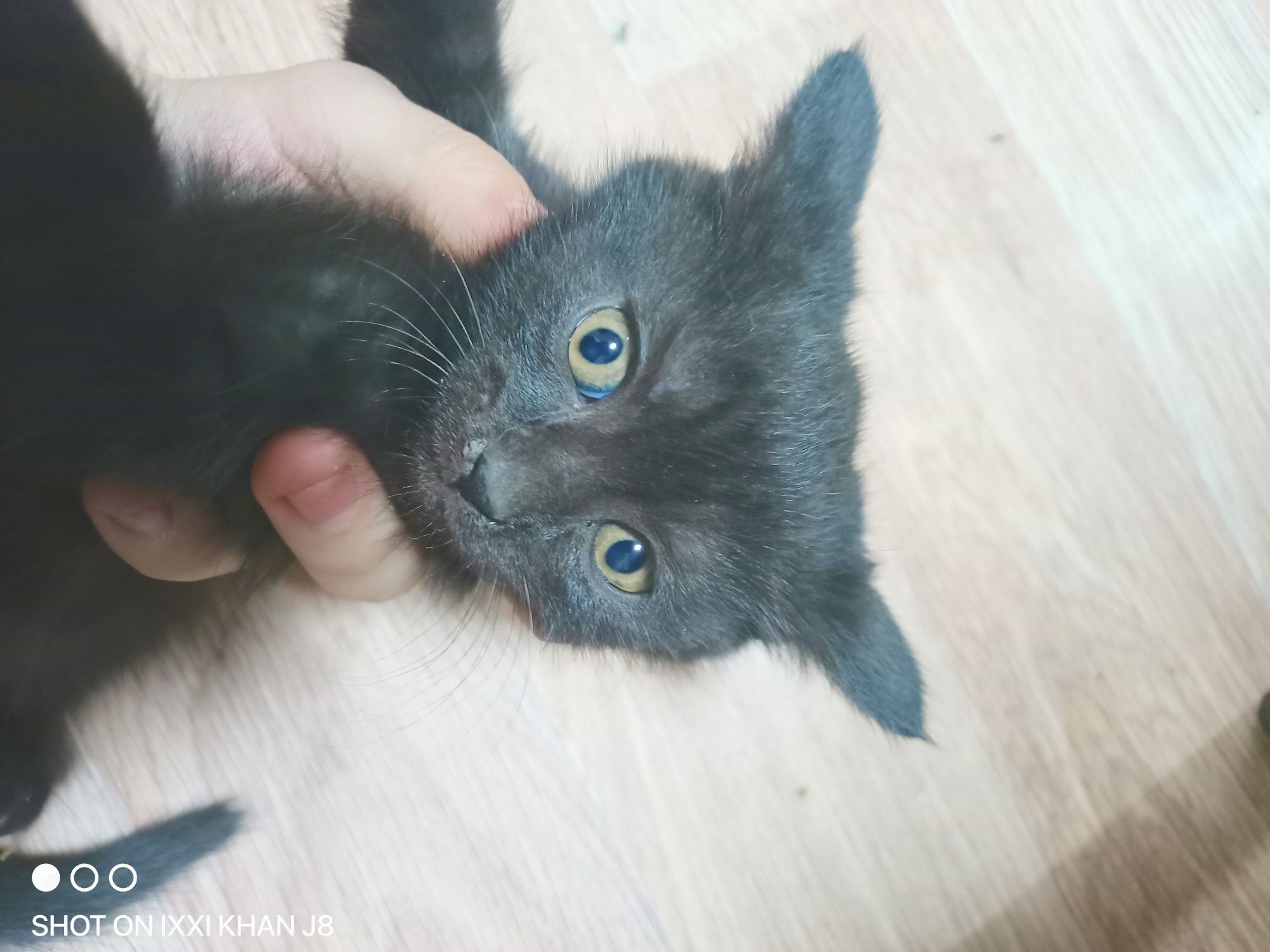 Одам в добрые руки котята